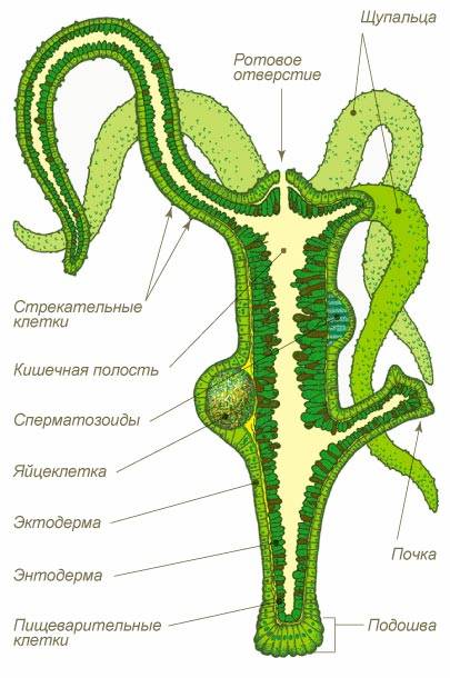 Марихуанна купить